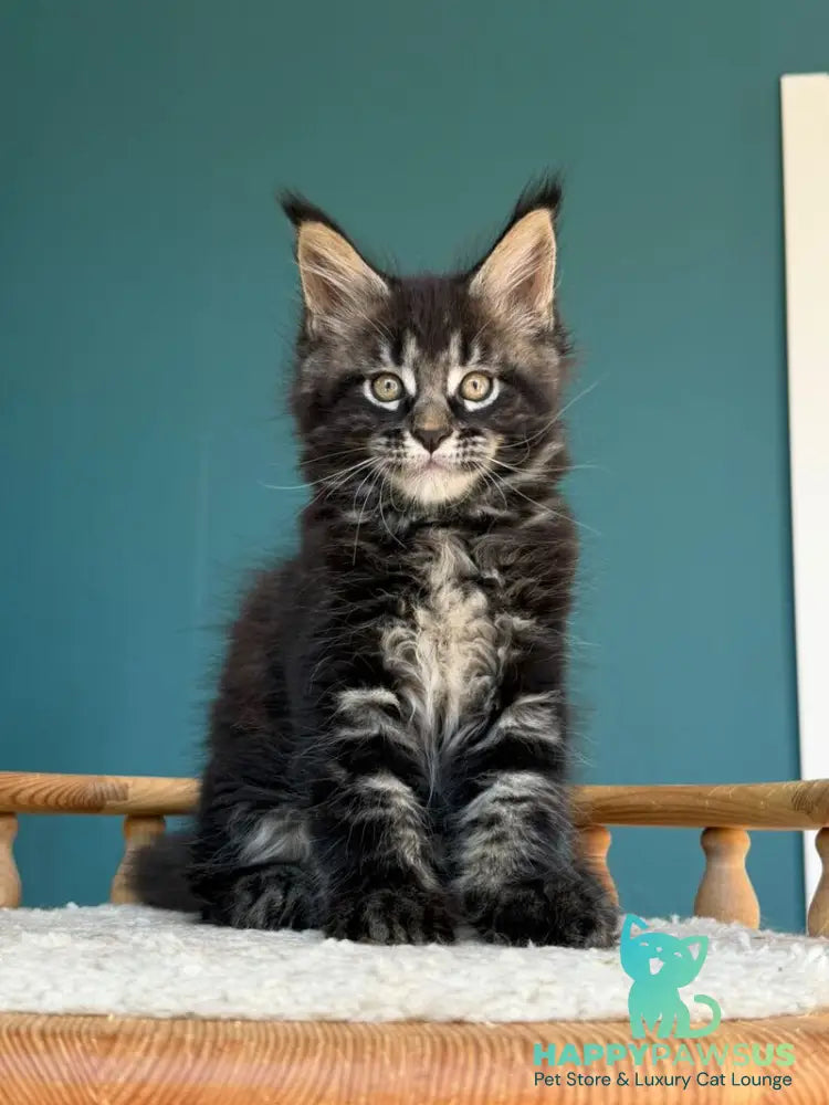 Rocci Maine Coon male black tabby - live animals