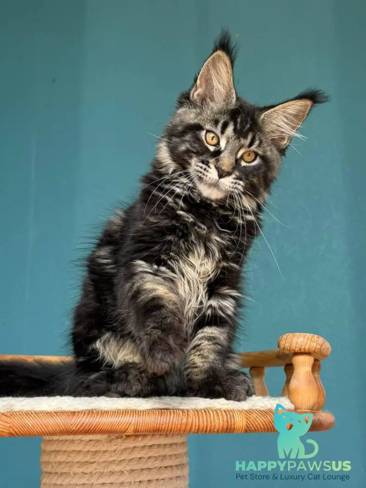 Rocci Maine Coon male black tabby - live animals