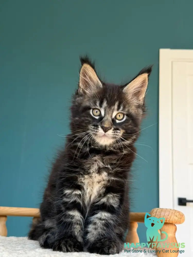 Rocci Maine Coon male black tabby - live animals