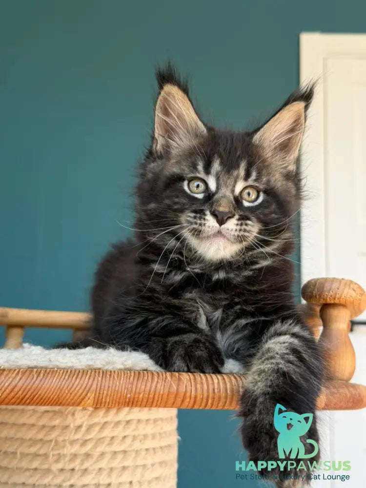 Rocci Maine Coon male black tabby - live animals
