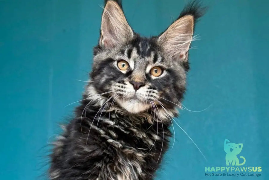 Rocci Maine Coon male black tabby - live animals