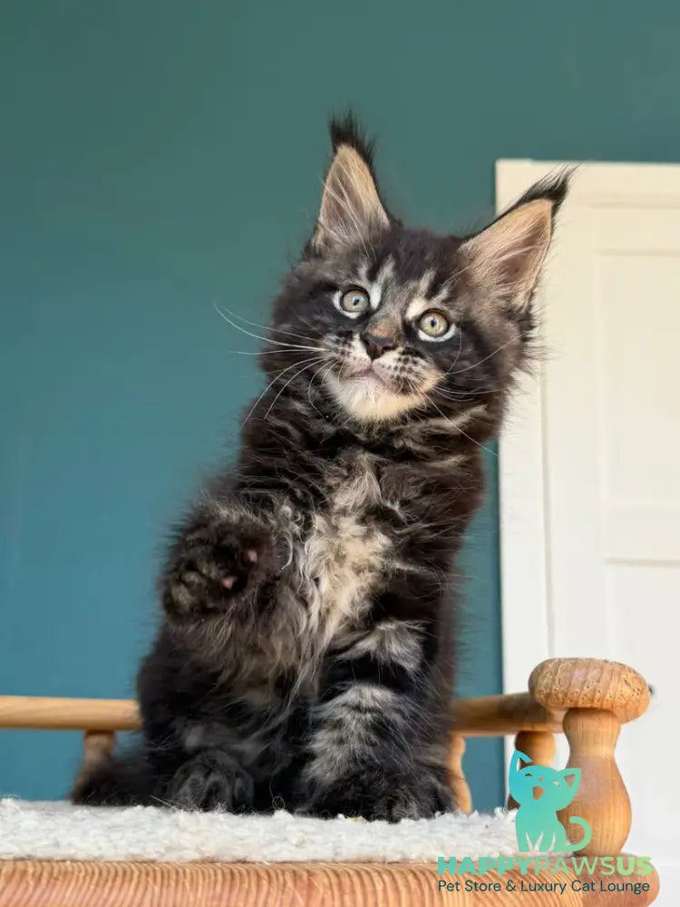 Rocci Maine Coon male black tabby - live animals