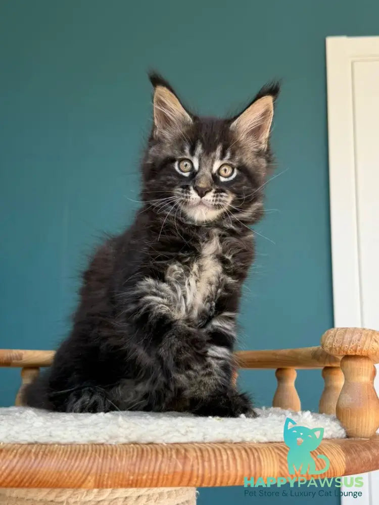 Rocci Maine Coon male black tabby - live animals