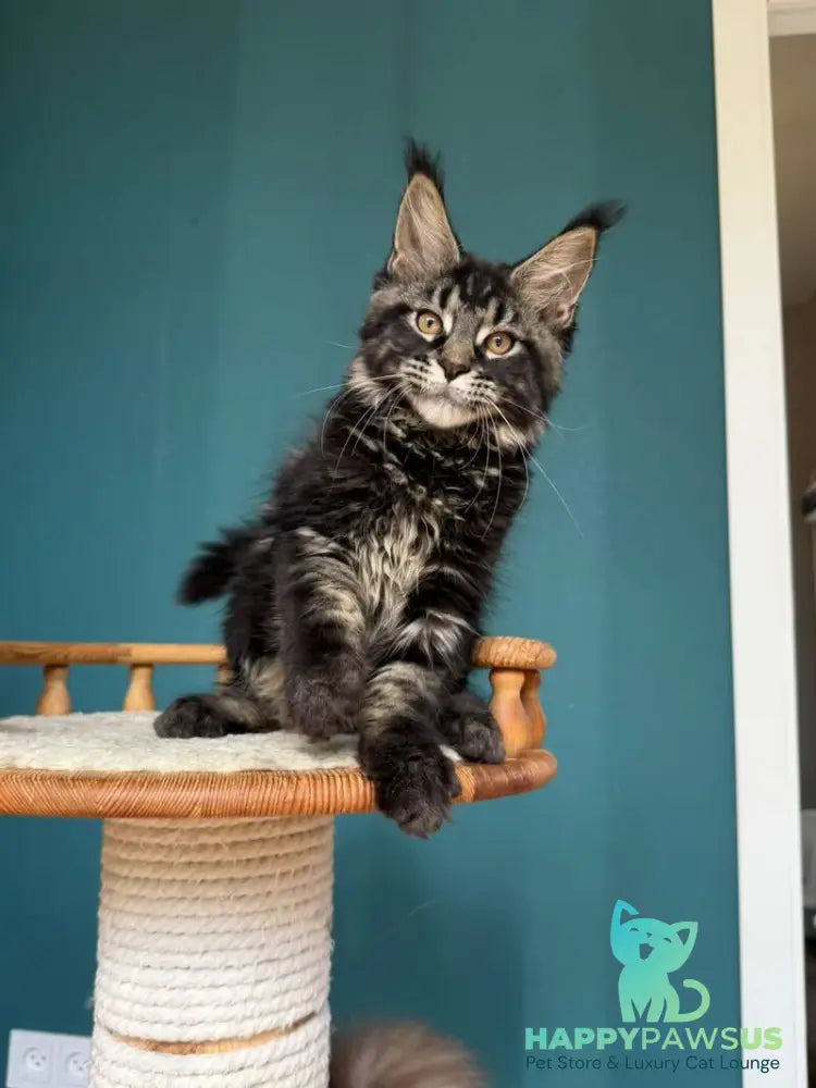 Rocci Maine Coon male black tabby - live animals