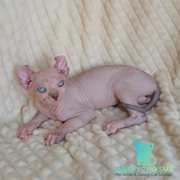 Rochelle Elf female chocolate bicolour pointed - live animals