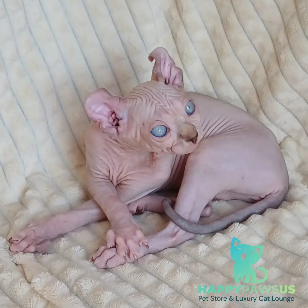 Rochelle Elf female chocolate bicolour pointed - live animals