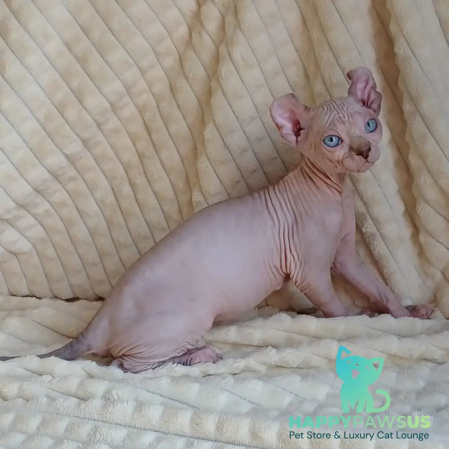 Rochelle Elf female chocolate bicolour pointed - live animals