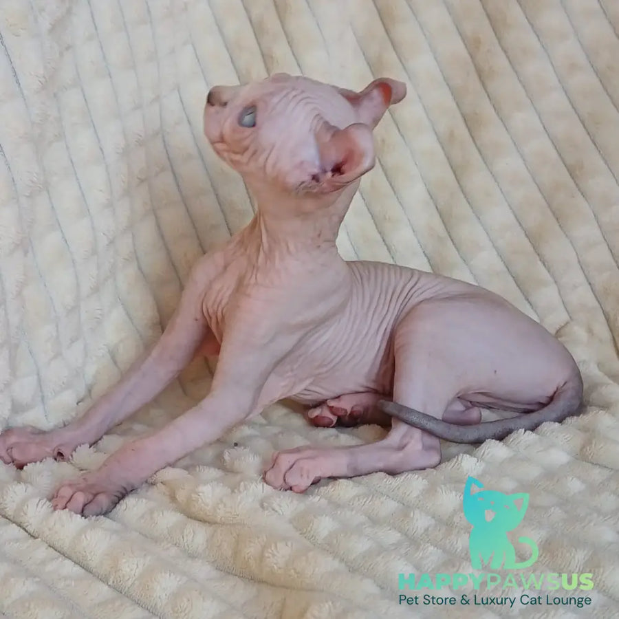 Rochelle Elf female chocolate bicolour pointed - live animals