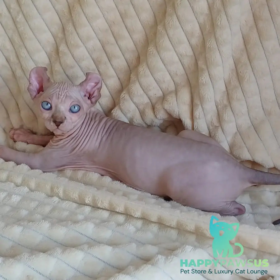 Rochelle Elf female chocolate bicolour pointed - live animals