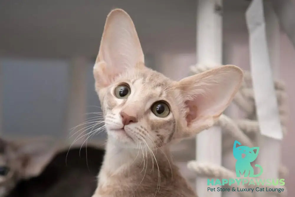 Rochelle Oriental Shorthair female lilac spotted tabby - live animals