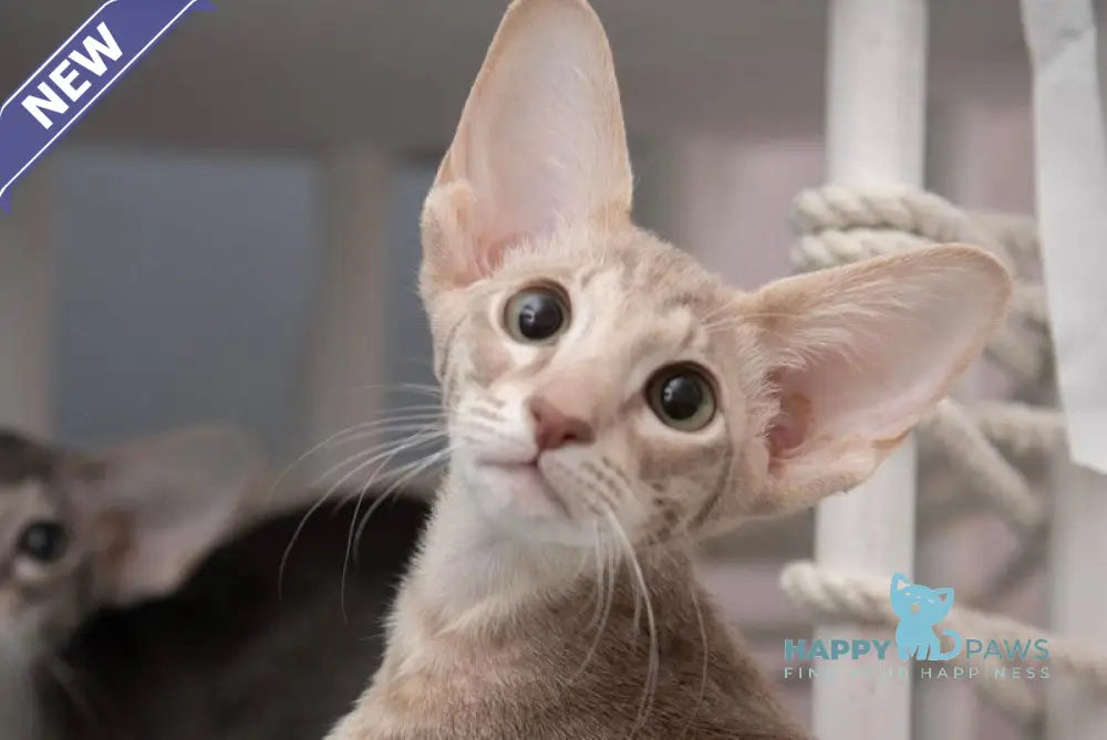 Rochelle Oriental Shorthair female lilac spotted tabby - live animals