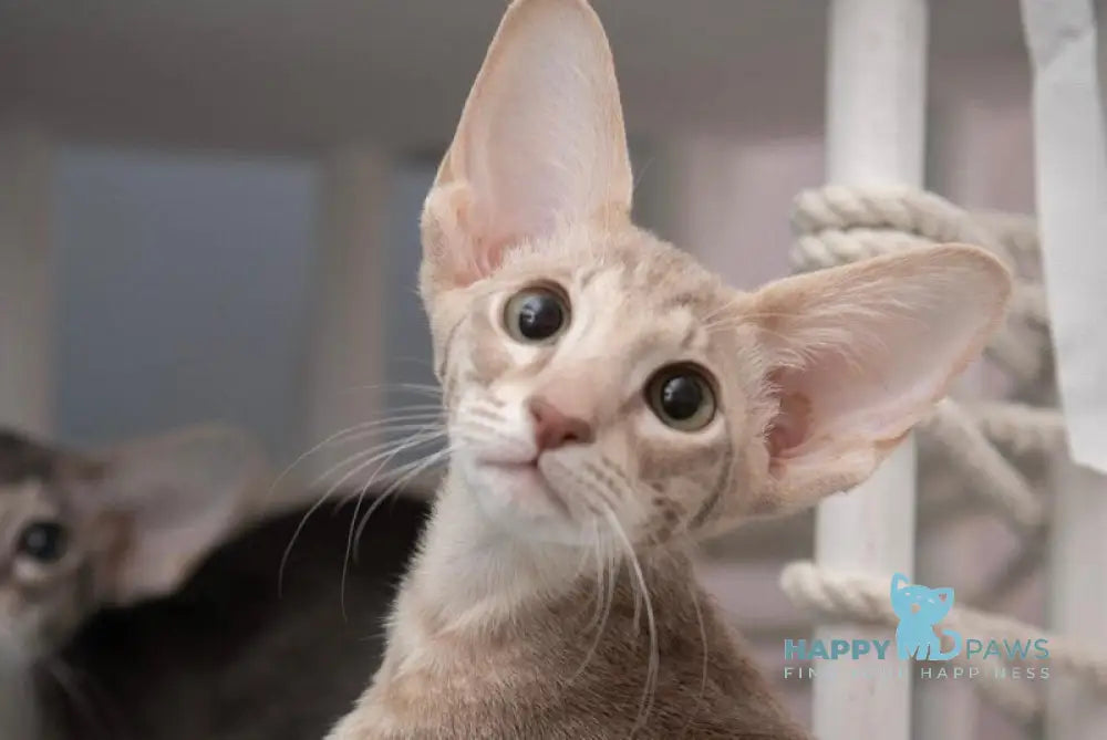 Rochelle Oriental Shorthair female lilac spotted tabby - live animals