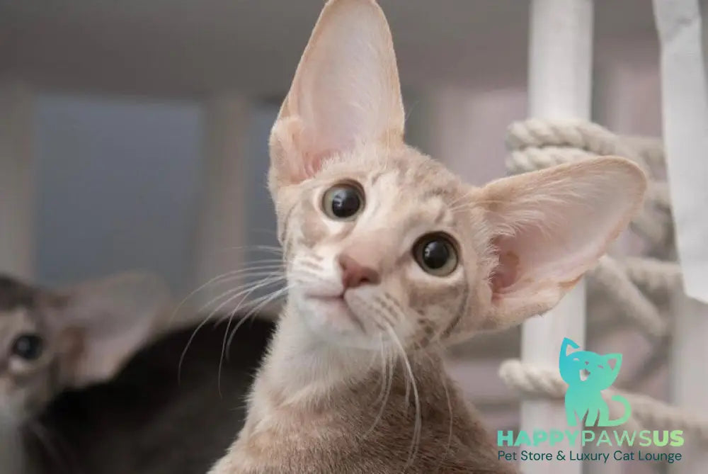 Rochelle Oriental Shorthair female lilac spotted tabby - live animals
