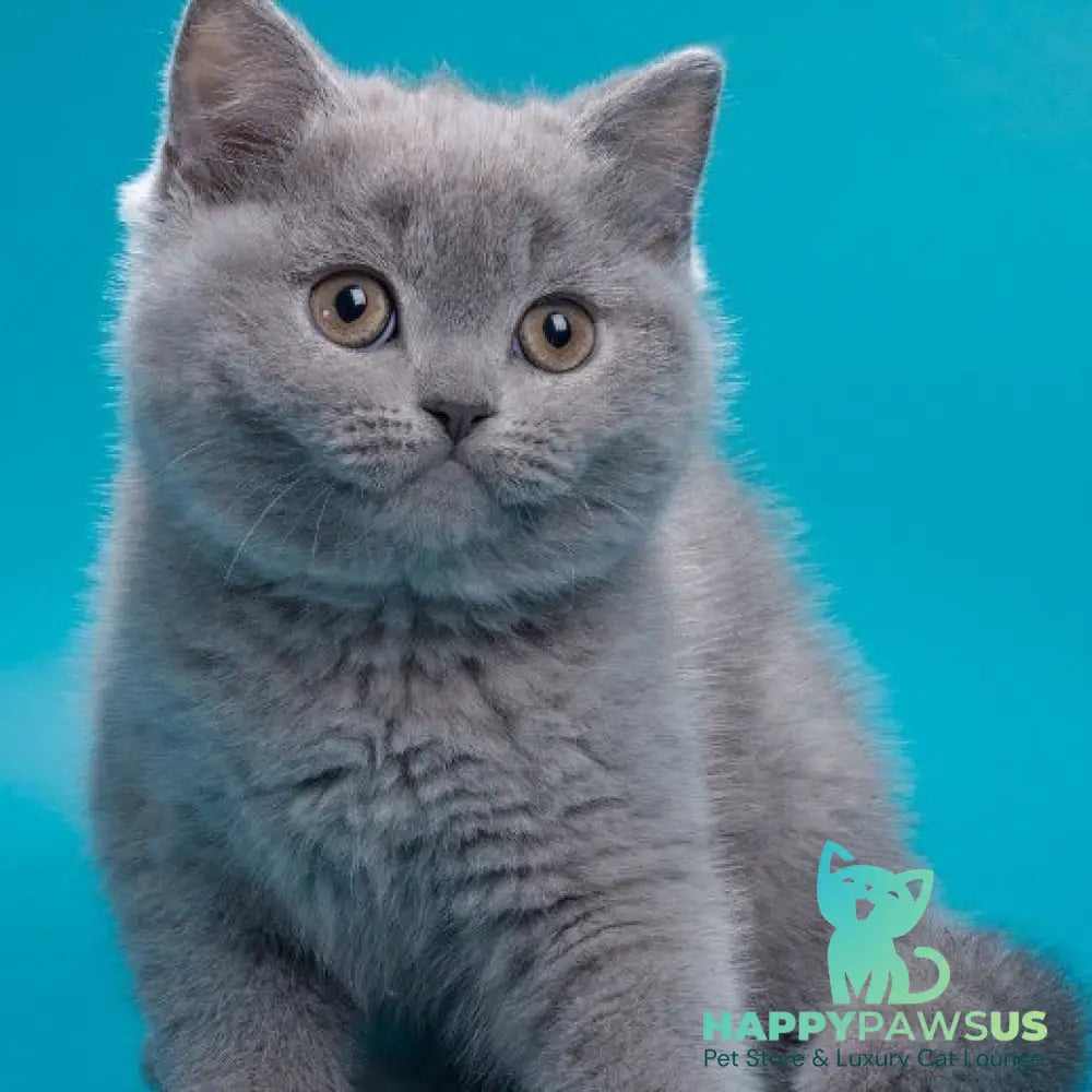 Roci British Shorthair male blue - live animals