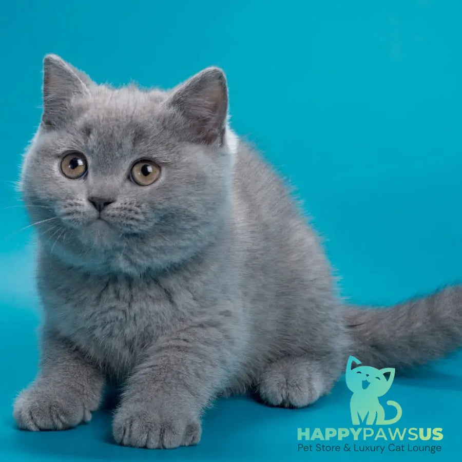 Roci British Shorthair male blue - live animals
