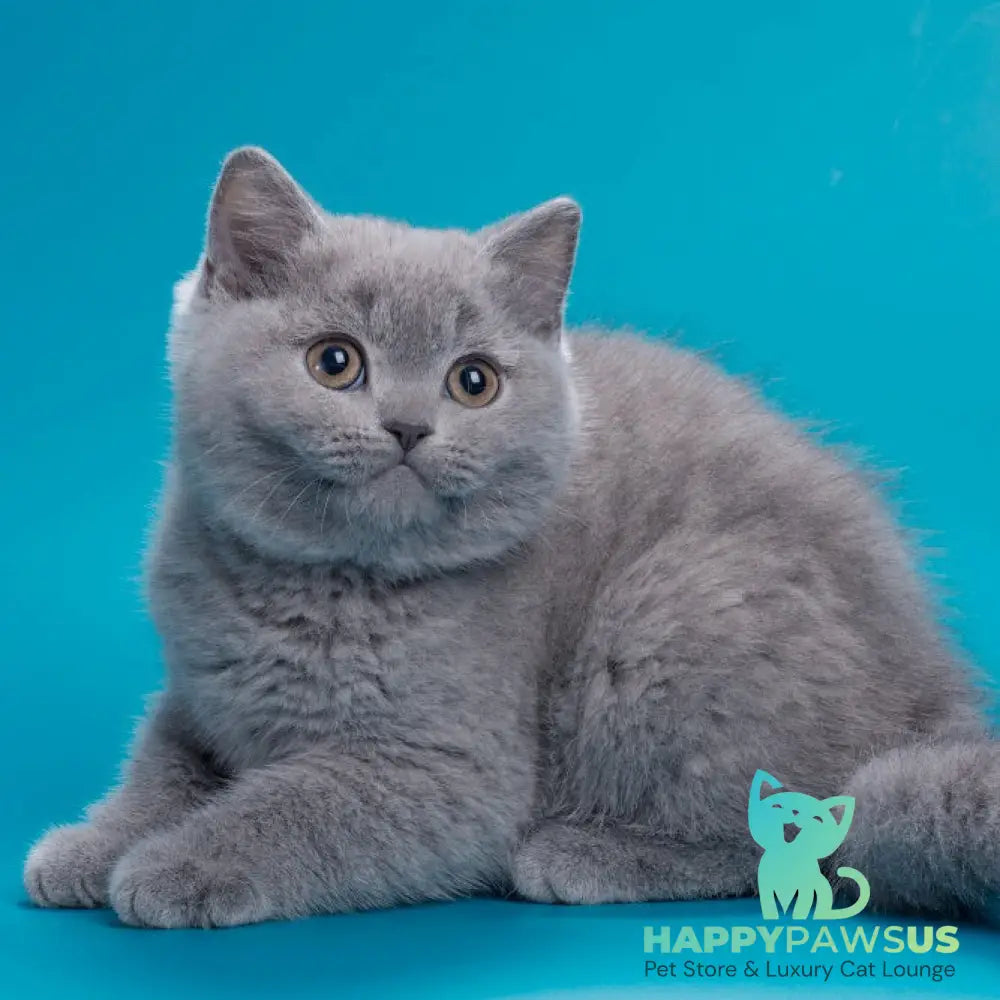 Roci British Shorthair male blue - live animals