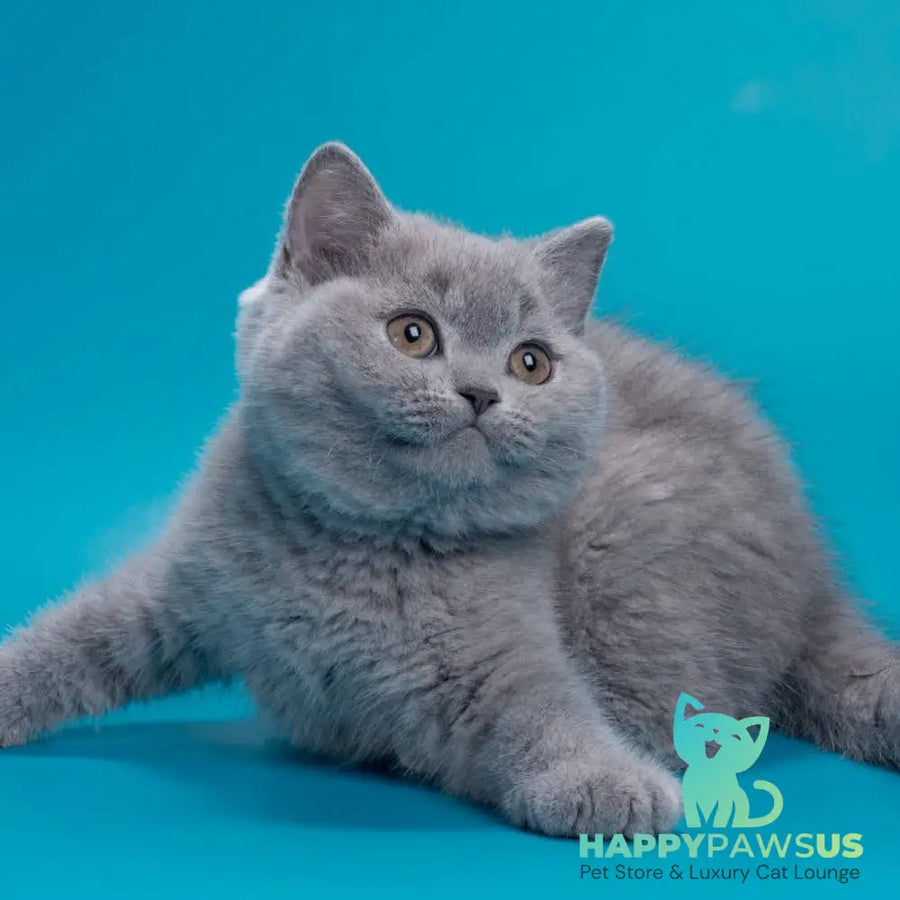 Roci British Shorthair male blue - live animals