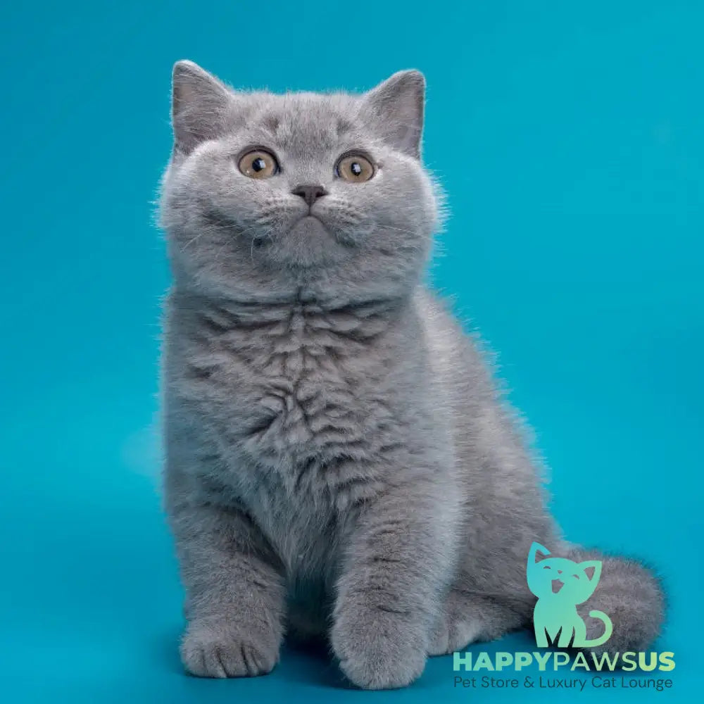 Roci British Shorthair male blue - live animals