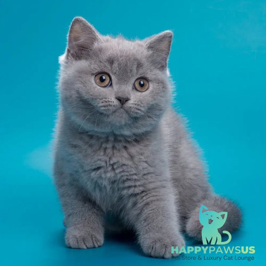 Roci British Shorthair male blue - live animals