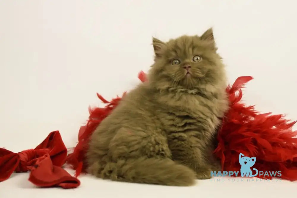 Rocky British Longhair male cinnamon live animals