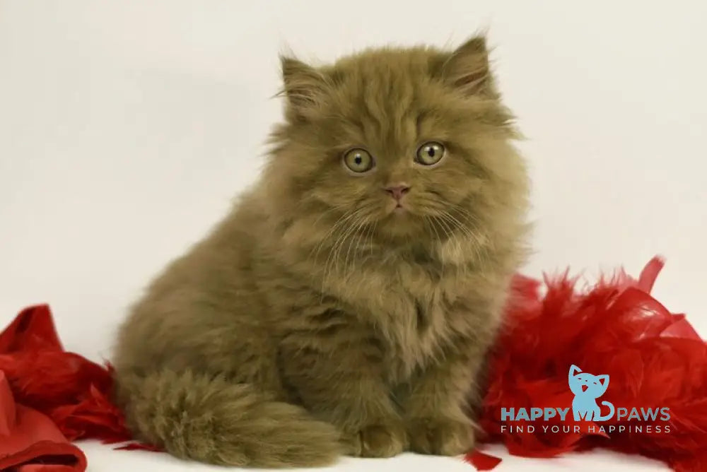 Rocky British Longhair male cinnamon live animals