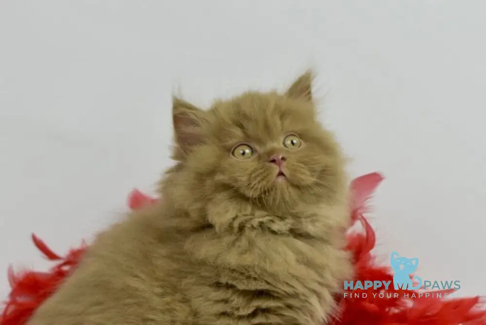 Rocky British Longhair male cinnamon live animals