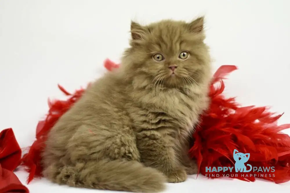 Rocky British Longhair male cinnamon live animals