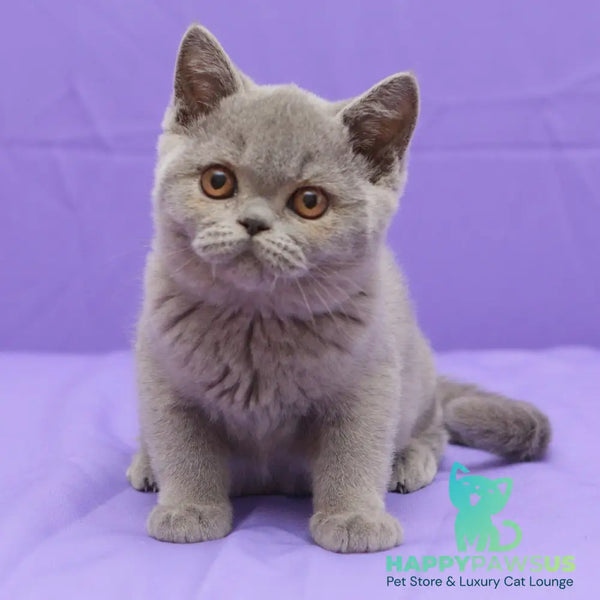 Rocky British Shorthair male blue - live animals