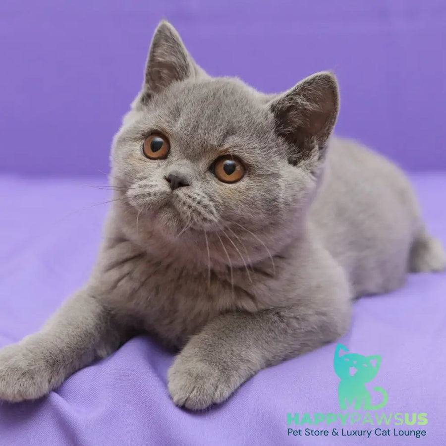 Rocky British Shorthair male blue - live animals