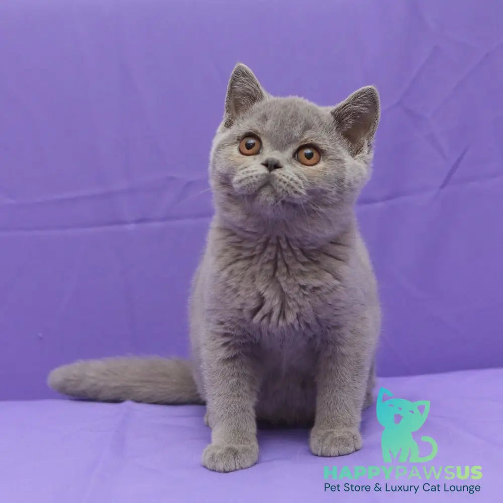 Rocky British Shorthair male blue - live animals