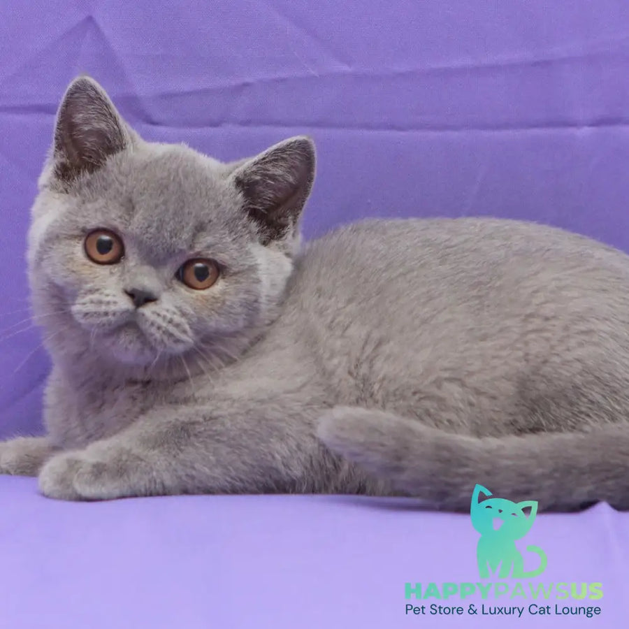 Rocky British Shorthair male blue - live animals