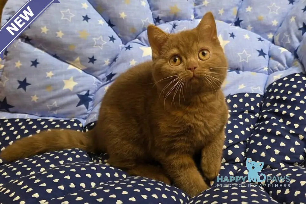 Rocky British Shorthair male cinnamon - live animals
