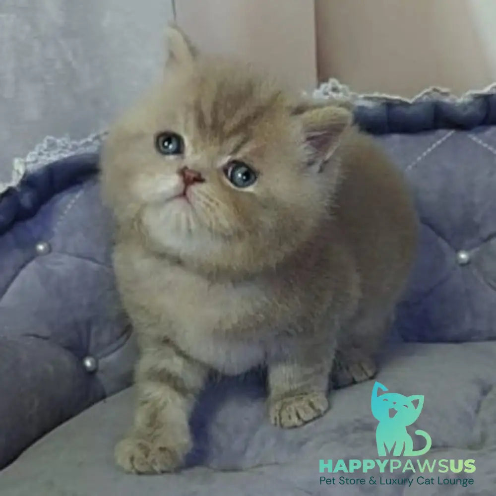 Rocky British Shorthair male lilac - live animals