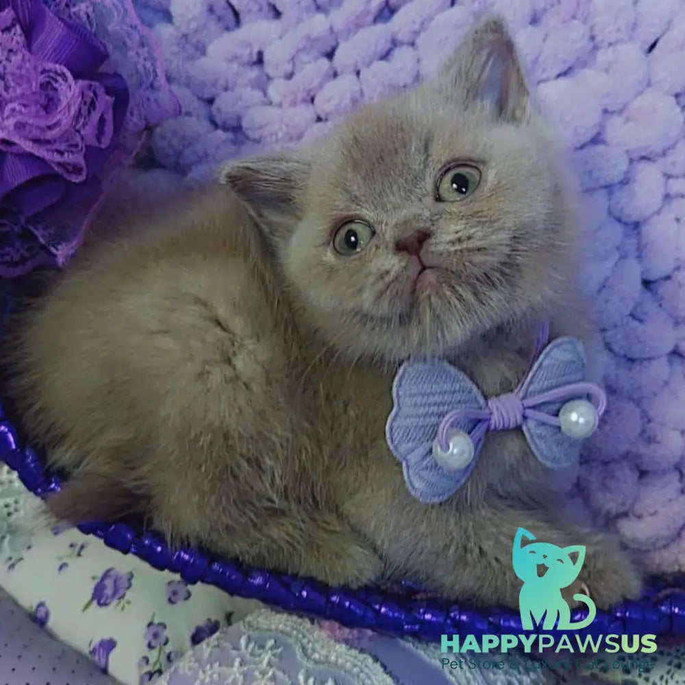 Rocky British Shorthair male lilac - live animals