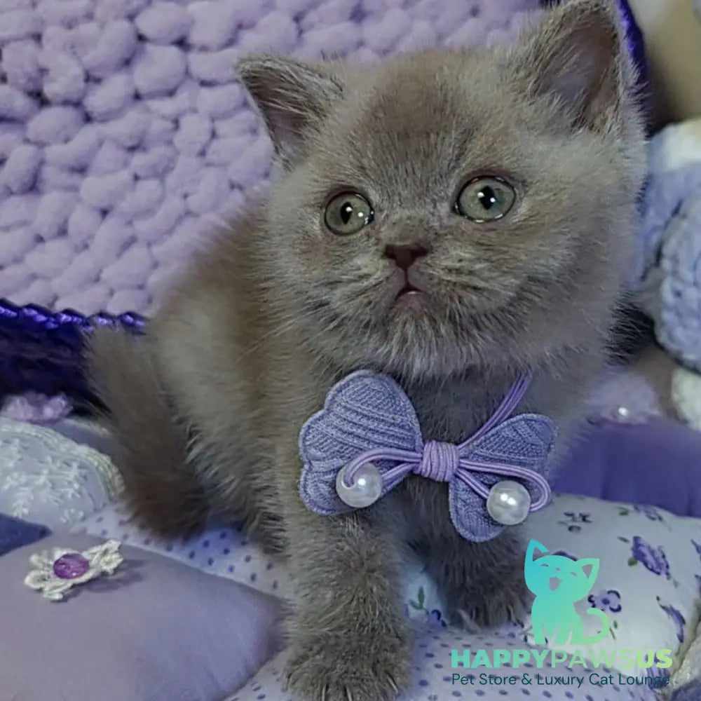 Rocky British Shorthair male lilac - live animals