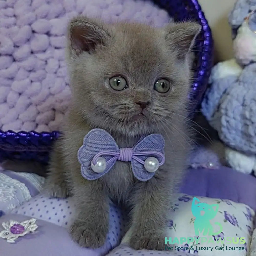 Rocky British Shorthair male lilac - live animals