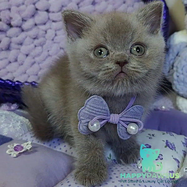 Rocky British Shorthair male lilac - live animals