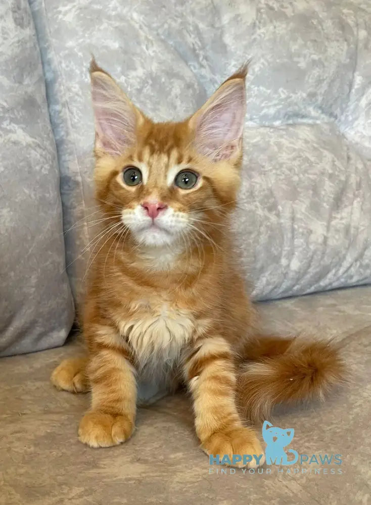 Rocky Maine Coon male red tabby live animals