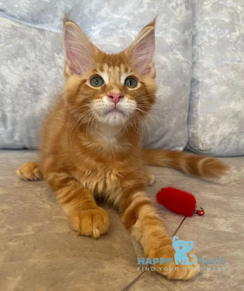 Rocky Maine Coon male red tabby live animals