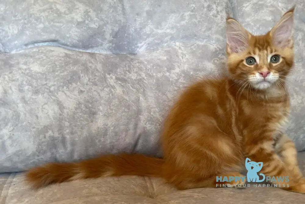 Rocky Maine Coon male red tabby live animals