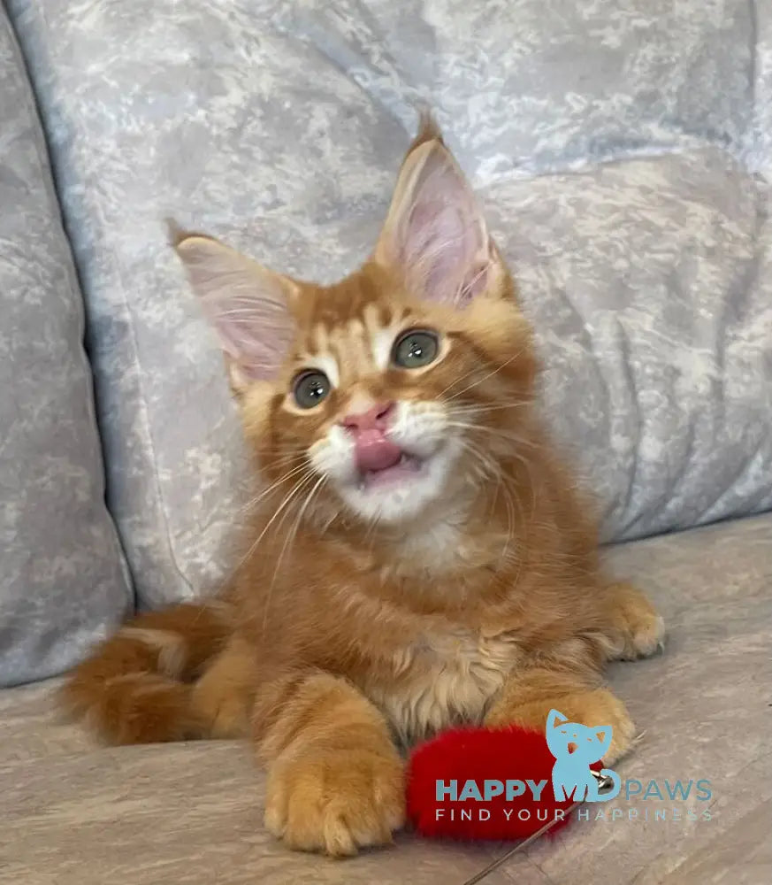 Rocky Maine Coon male red tabby live animals