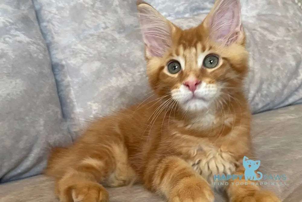 Rocky Maine Coon male red tabby live animals