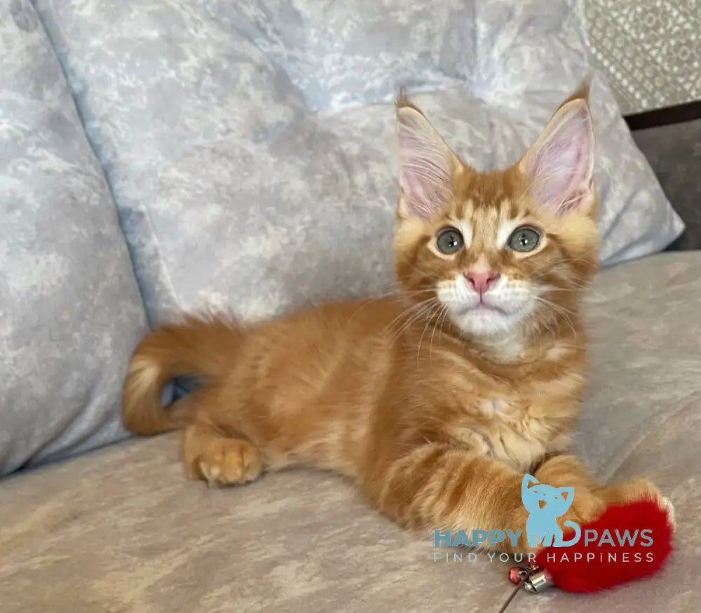 Rocky Maine Coon male red tabby live animals