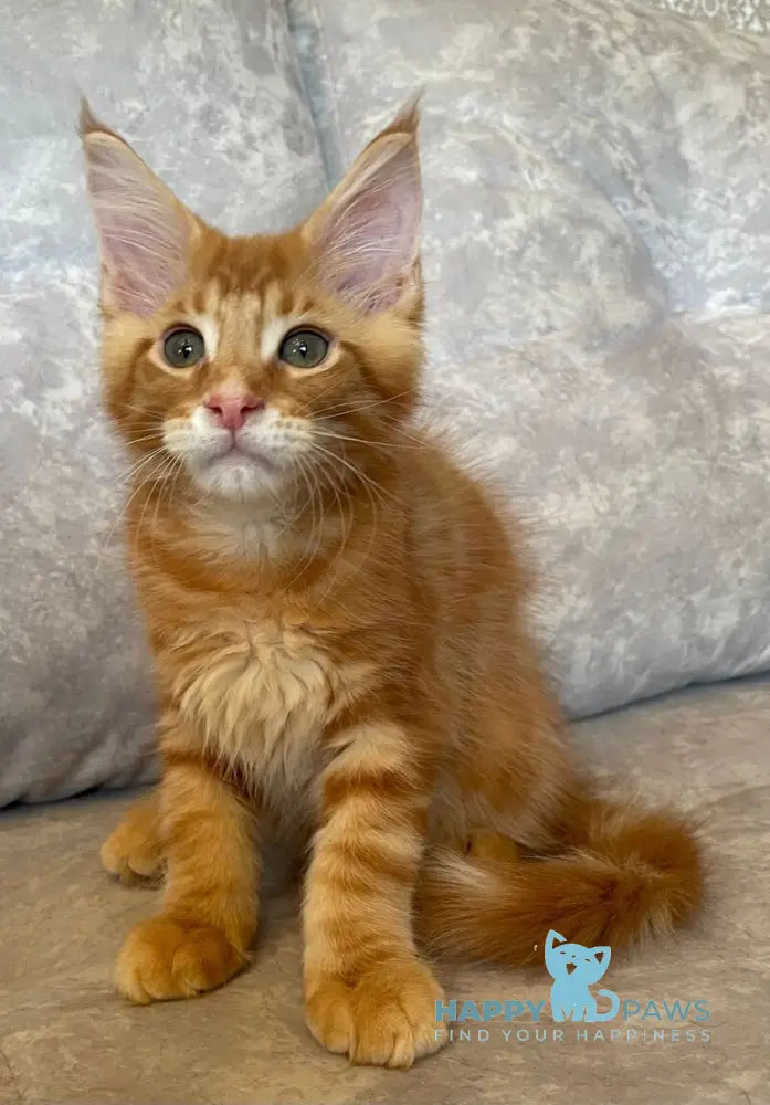 Rocky Maine Coon male red tabby live animals