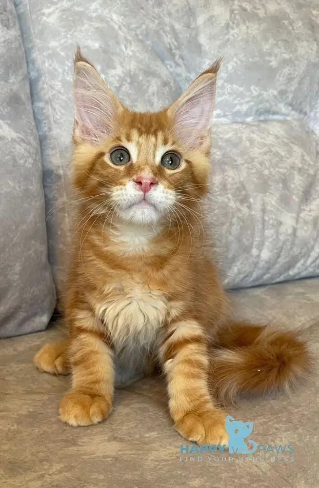 Rocky Maine Coon male red tabby live animals
