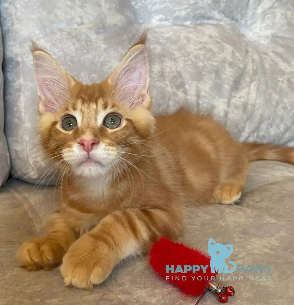 Rocky Maine Coon male red tabby live animals