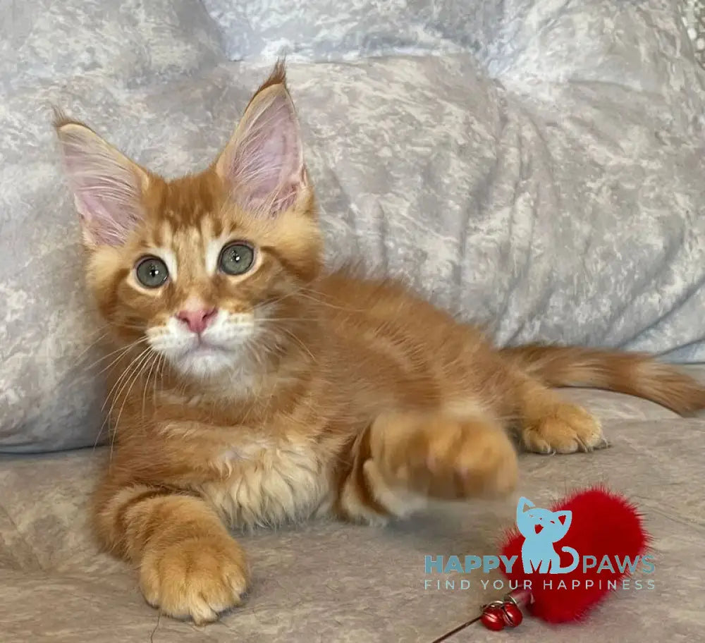 Rocky Maine Coon male red tabby live animals