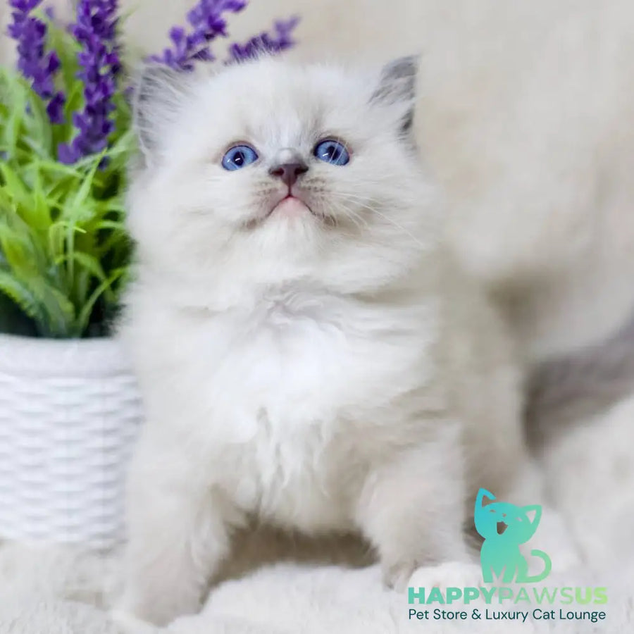 Roddy Ragdoll male blue mitted - live animals