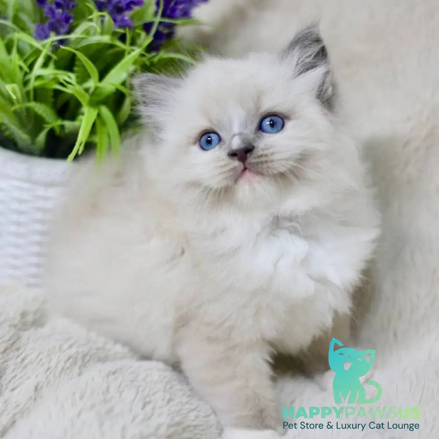 Roddy Ragdoll male blue mitted - live animals