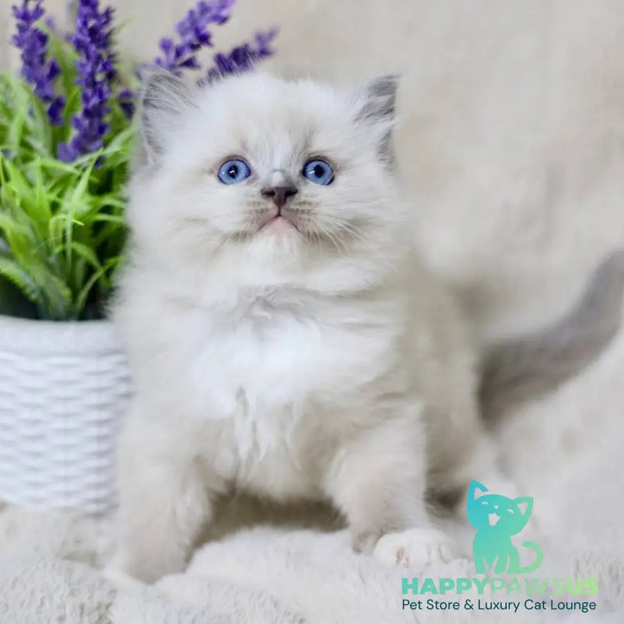 Roddy Ragdoll male blue mitted - live animals